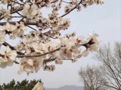 -香山公园