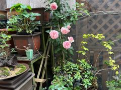 -平吉花卉市场