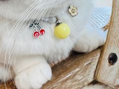 -海边的猫和咖啡馆