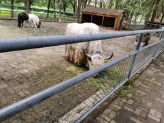 -长白岛森林公园