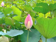 -莲花池公园