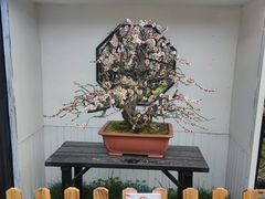 -香雪海