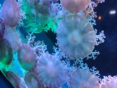 -太平洋海底世界