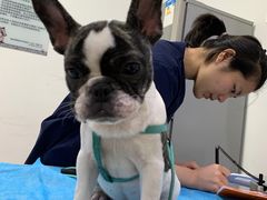 -萌兽医馆·绝育·24小时内科·宠物医院(德胜店)