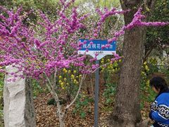 -南汇桃花村