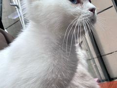 -松果猫咖(桐乡吾悦金街店)