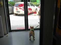 -安安宠医宠物医院·异宠·犬猫内科(岳阳分院)
