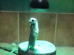 -萌宠奇缘