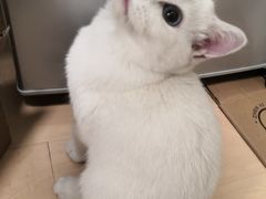 -lincat·猫舍(广州店)