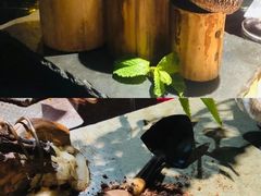 -魔厨私房菜(观音桥店)