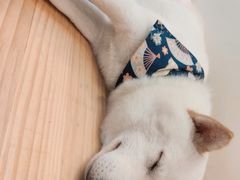 -柴犬小屋·柴餐厅·狗咖食堂(金鼎广场店)