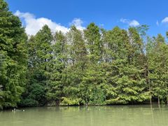 -上海海湾国家森林公园