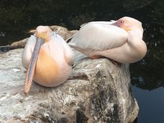 -昆明动物园