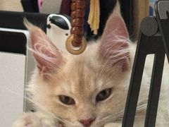 -70cat德文卷毛猫·缅因猫纯种猫舍