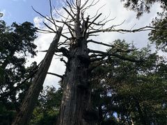 -天目山大树王景区