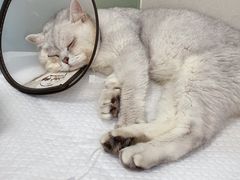 -康旭宠物医院(郑州总院)