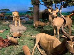 -国家自然博物馆