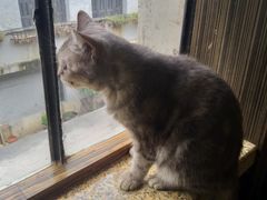 -more than meow吴止猫主题餐厅(承德 中船汇店)