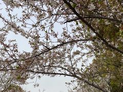 -高东镇樱花园