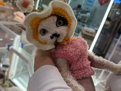 -momokira米努特·德文卷毛猫·棉花面纱犬