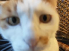 -平行世界·猫咖(首经贸店)
