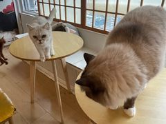 -Let's go狗咖·猫咖·奶狗·桌游(春熙路IFS店)