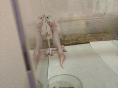 -酷以爬仙阁实体爬宠店·守宫·蜥蜴·专业繁育