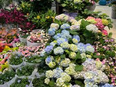 -双季花艺园艺市场(浦东店)