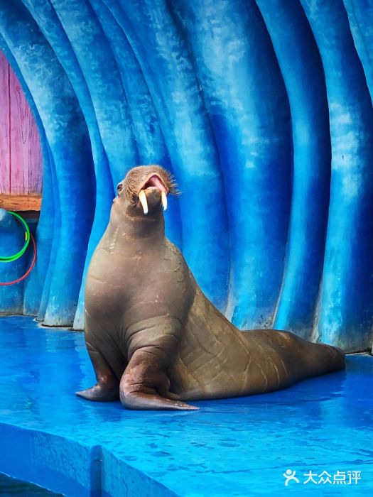 华夏文旅海洋公园图片