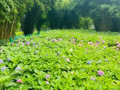 -金银湖国家城市湿地公园