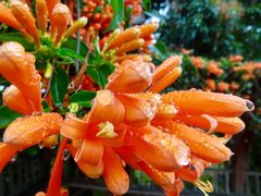 -天适樱花悠乐园