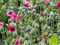 -国家植物园南园