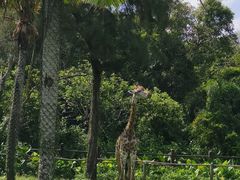 -海南热带野生动植物园