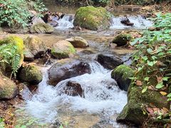 -莫里热带雨林景区