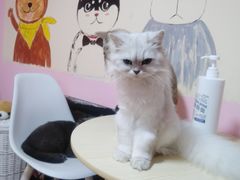-李小姐の猫咖啡馆(五角场店)