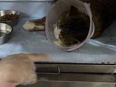 -爱侣宠医·鹦鹉专科·小型哺乳类·异宠专科(灵石路店)