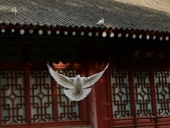 -西安大兴善寺