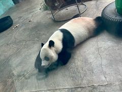 -石家庄市动物园