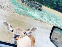 -常州淹城野生动物世界