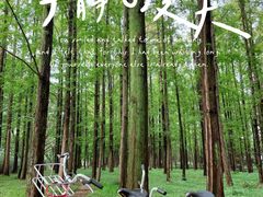 -上海共青森林公园