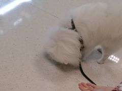 -帕帕拉兹宠物(亚洲旗舰店)