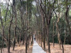 -火炉山森林公园