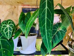 -Rabbit Cafe私房西餐甜点咖啡(栖霞路店)