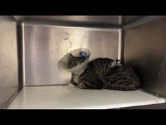 -萌兽医馆·犬猫专科·眼科中心·宠物医院(朝阳门分院)