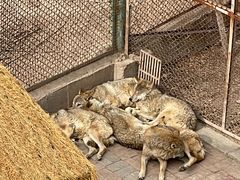 -青藏高原野生动物园