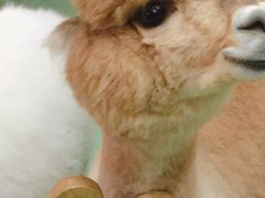 -藦茜花园宠物主题亲子互动体验馆(国顺东路店)