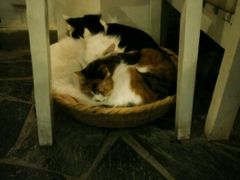 -Anne猫窝咖啡屋