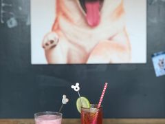 -柴犬高等学院·狗咖·柴犬售卖·宠物训练