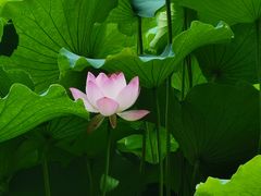 -四川大学(华西校区)