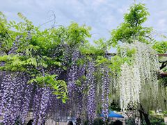 -嘉定紫藤园
